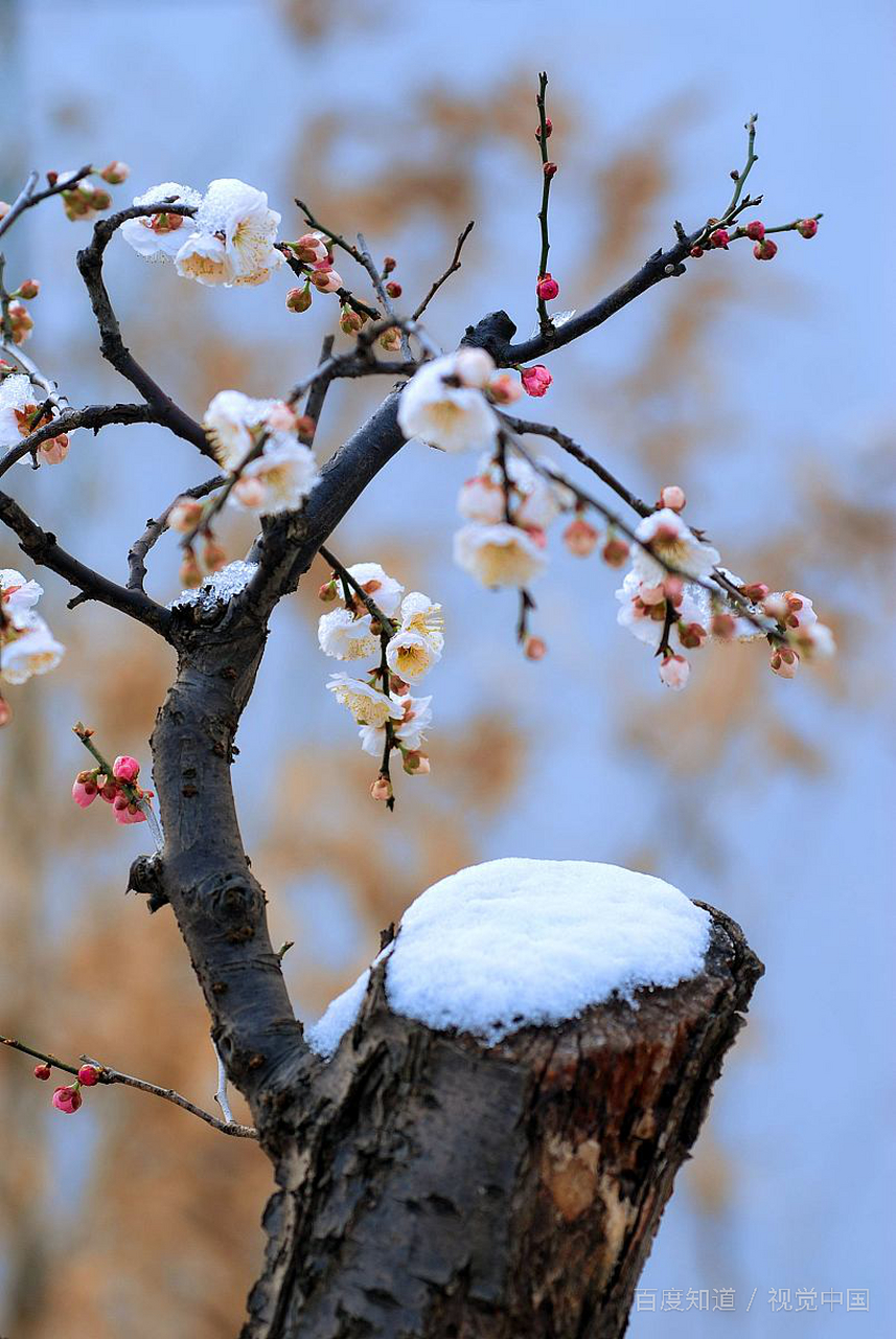 经冬残雪压枝头 报春梅花亦匆匆 莫怨东风到来晚 一夜催得万木春