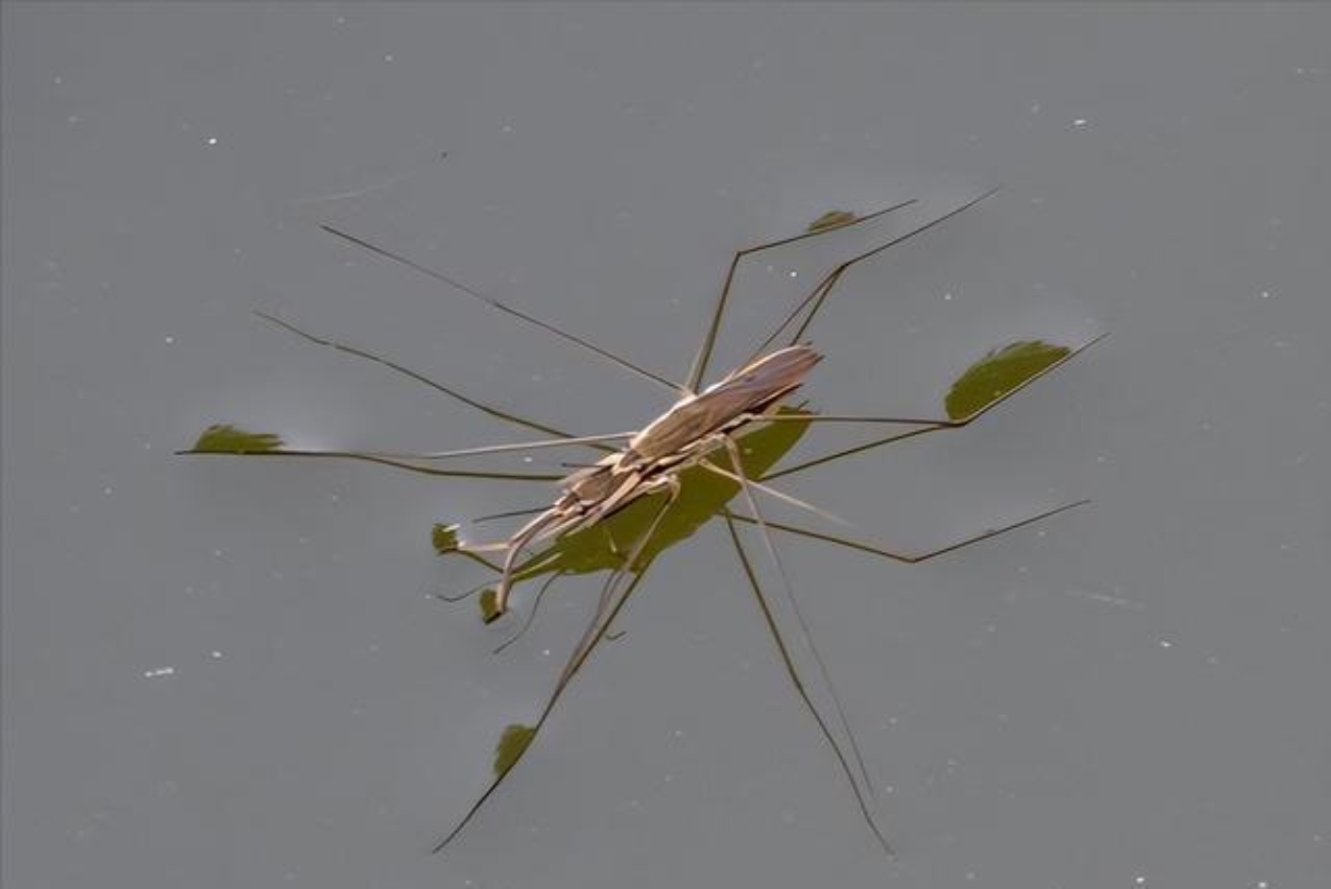 它是夏天里的吟游诗人,身形一动就会泛起好看的涟漪;它是昆虫界的独行