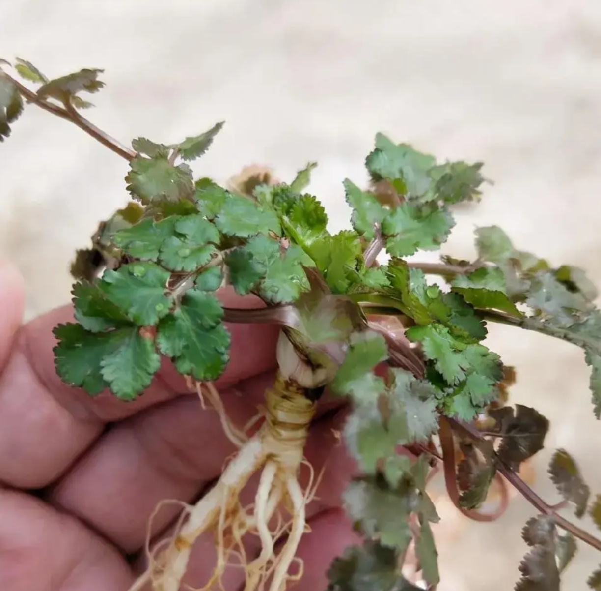 我想起小时候吃过的香菜,跟现在的不一样.