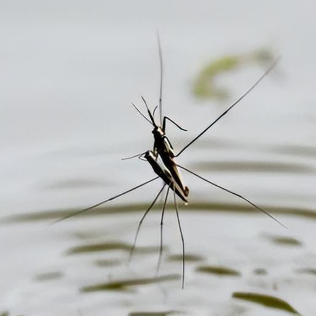 它是夏天里的吟游诗人,身形一动就会泛起好看的涟漪;它是昆虫界的独行