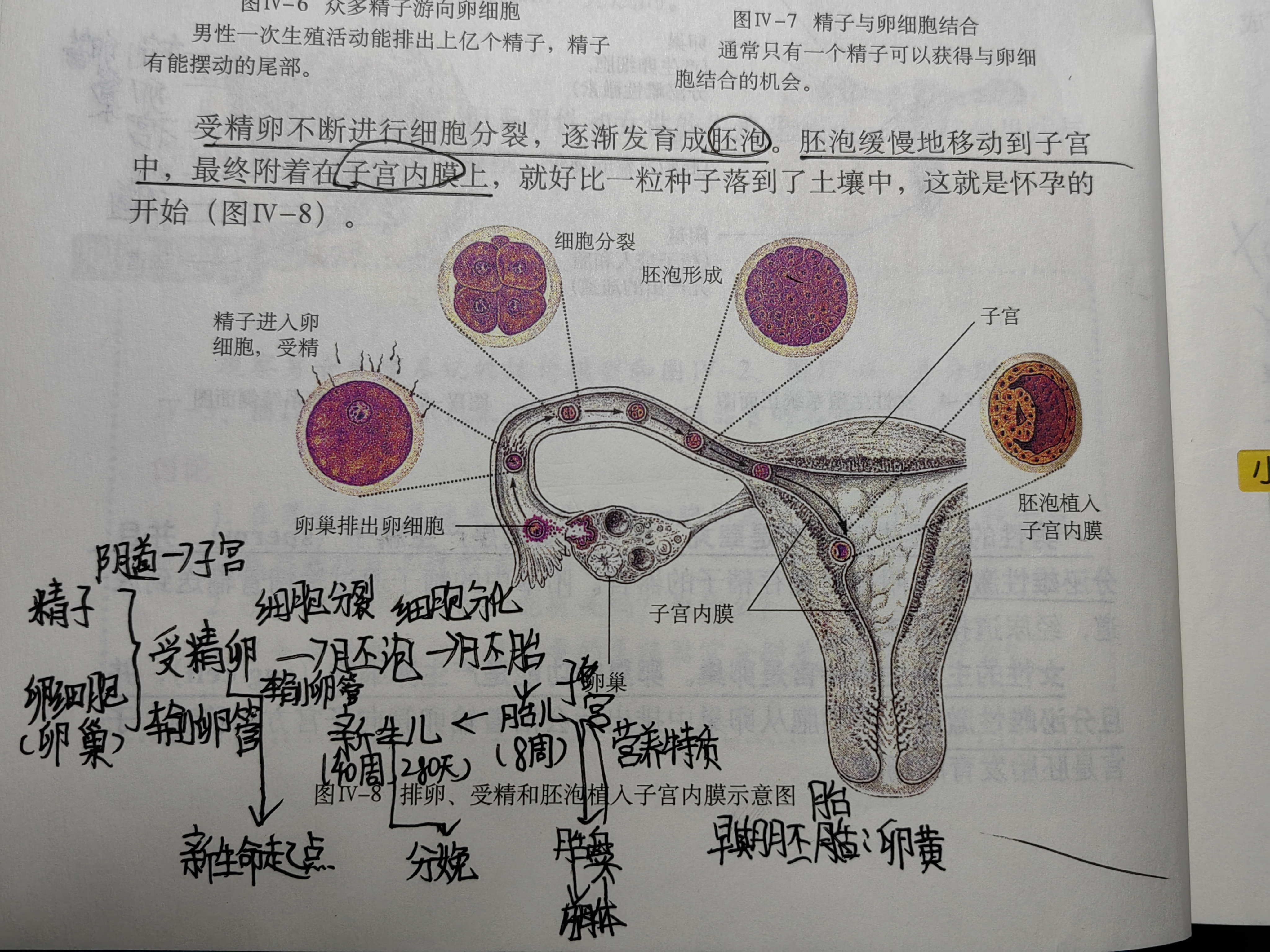 柿胚乳细胞结构图图片