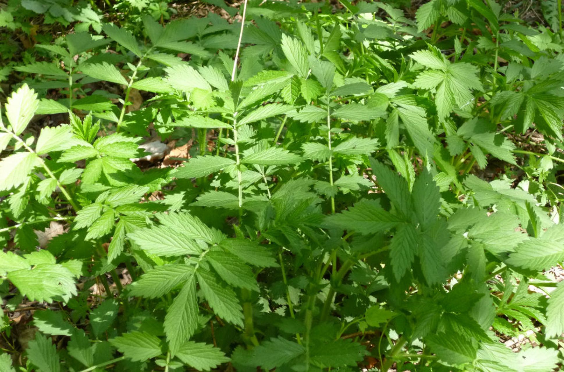 预备癌症转移偏方  油松节加仙鹤草确实有抗肿瘤和预防癌症转移的作用