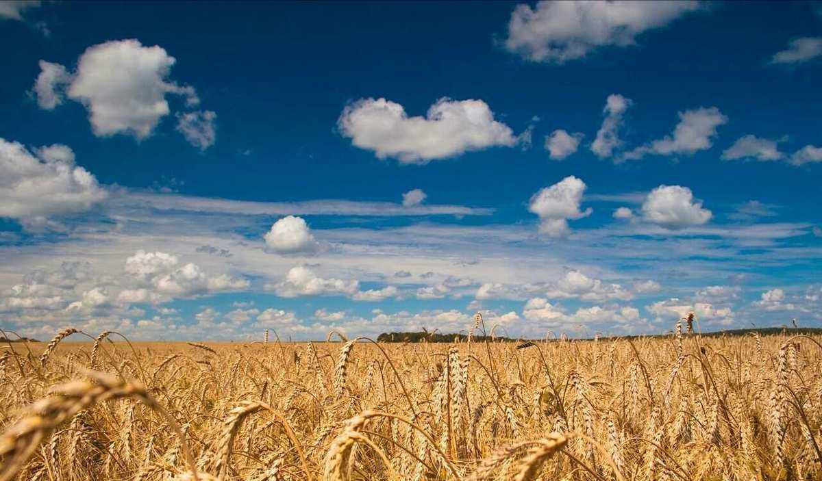 记得上小学的时候,因为大多数老师家里都有麦地,并且当时机械化程度不