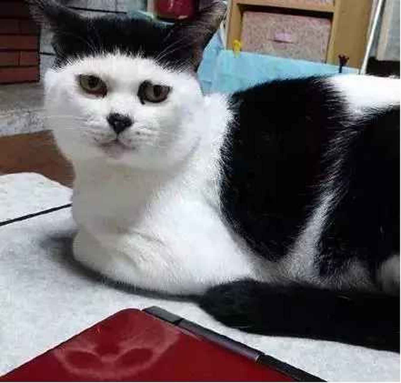 动态集结令# 猫咪这种寸头二傻平刘海型的也是醉人的.#萌宠