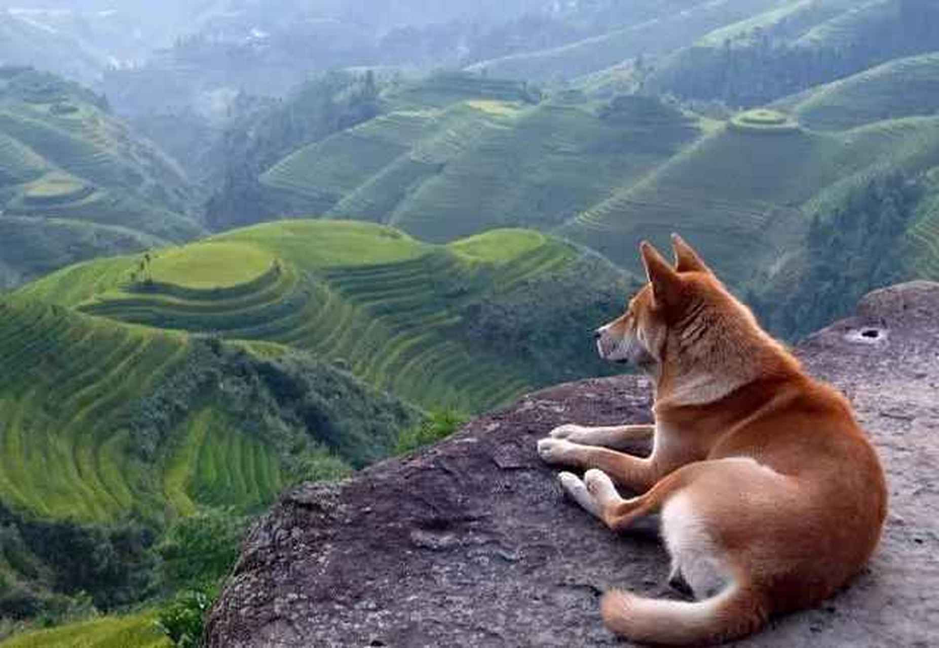 奇努克犬在偌大的地球上竟只有不到200只的数量了,可想而知它们是多么