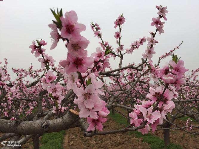 西安市长安区王莽万亩桃花园是一个充满魅力的旅游目的地,以万亩桃园