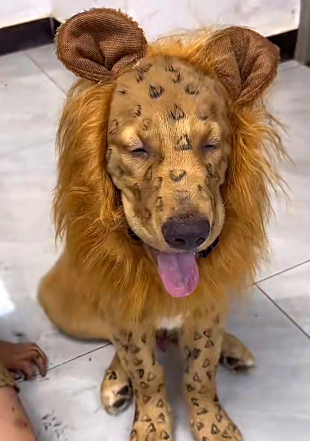 这孩子给狗狗换了个狮子造型,萌翻了!