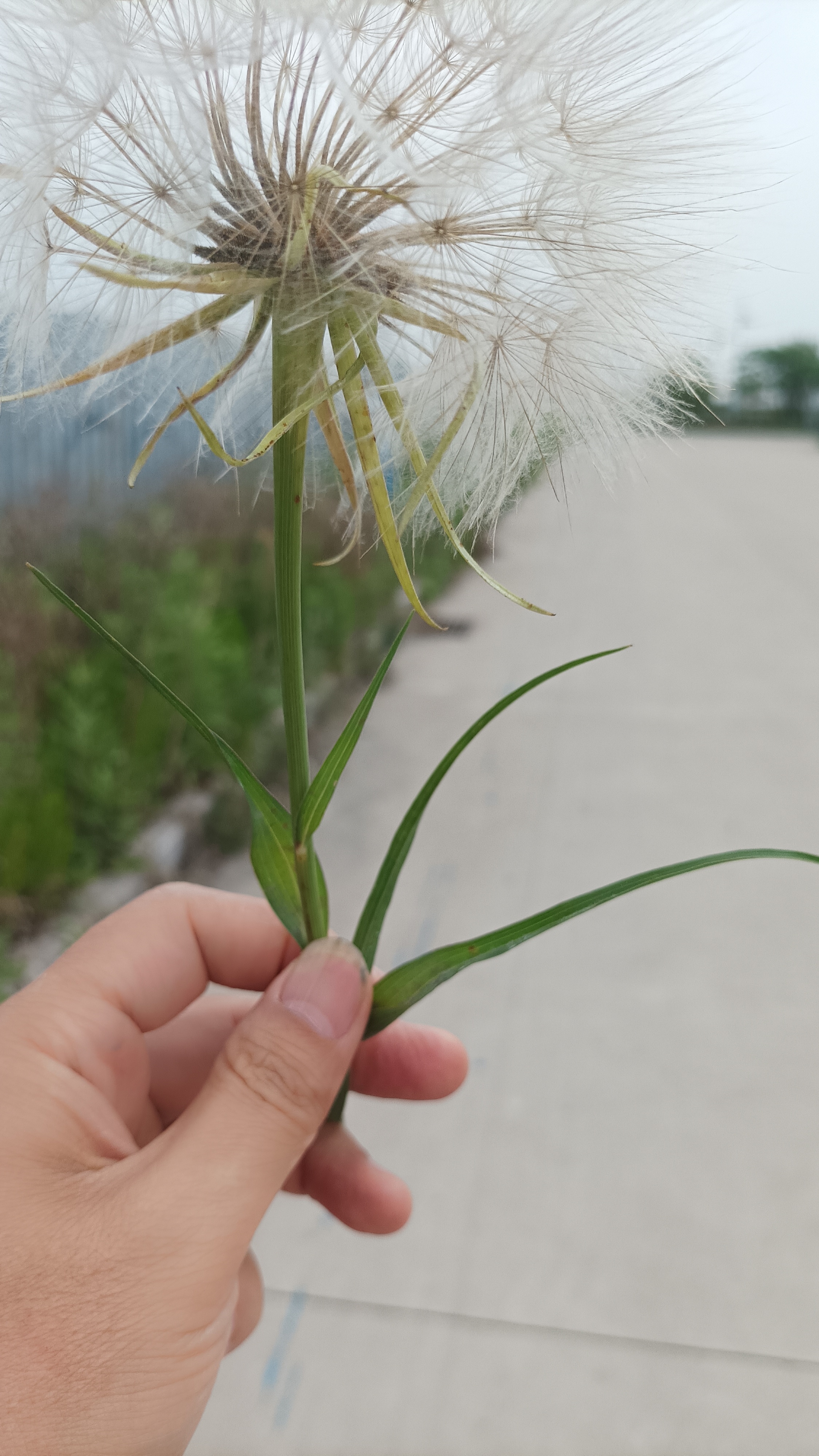 至今我见过的最大蒲公英