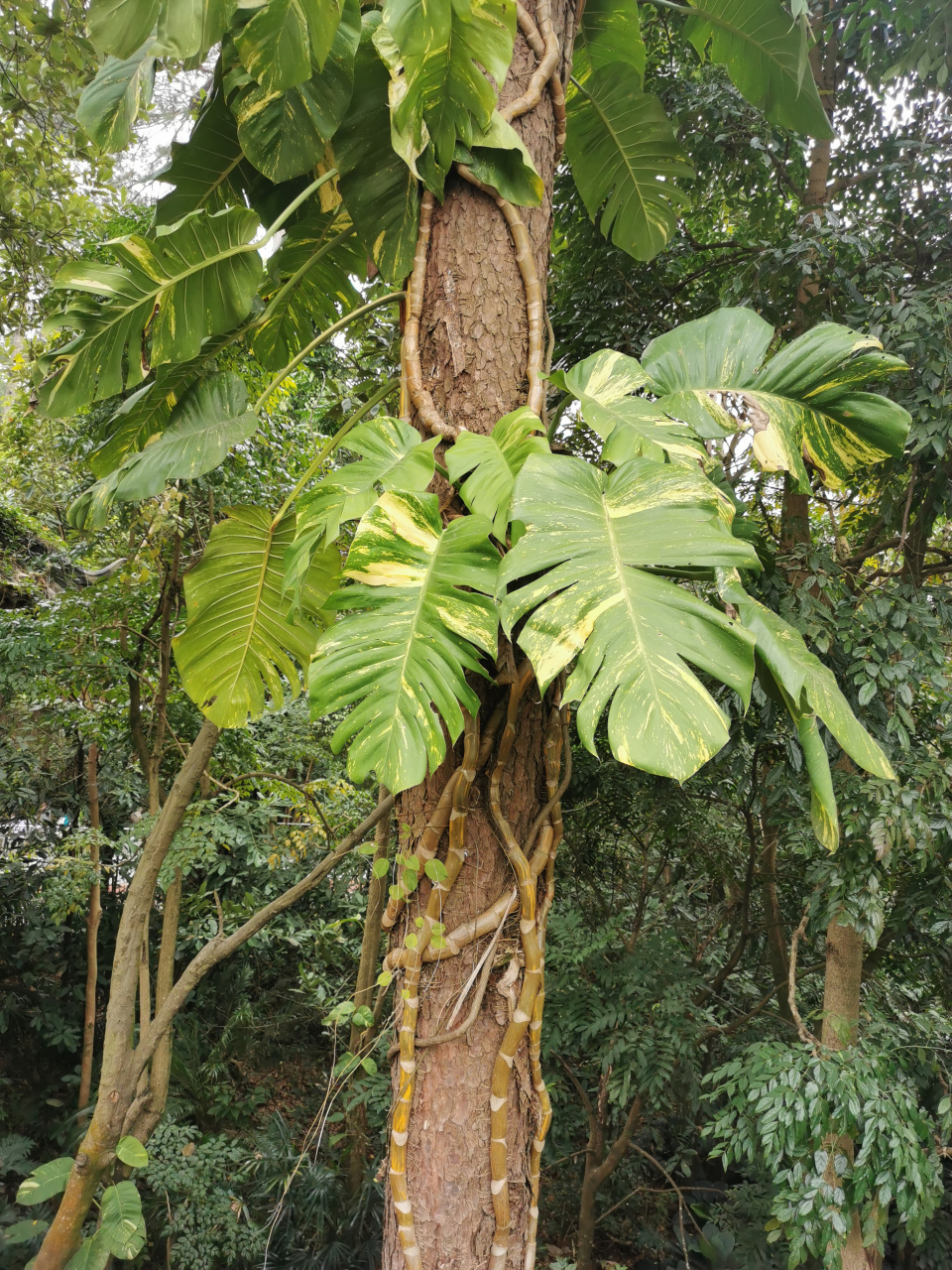 丛林法则适用于人类国际社会吗?