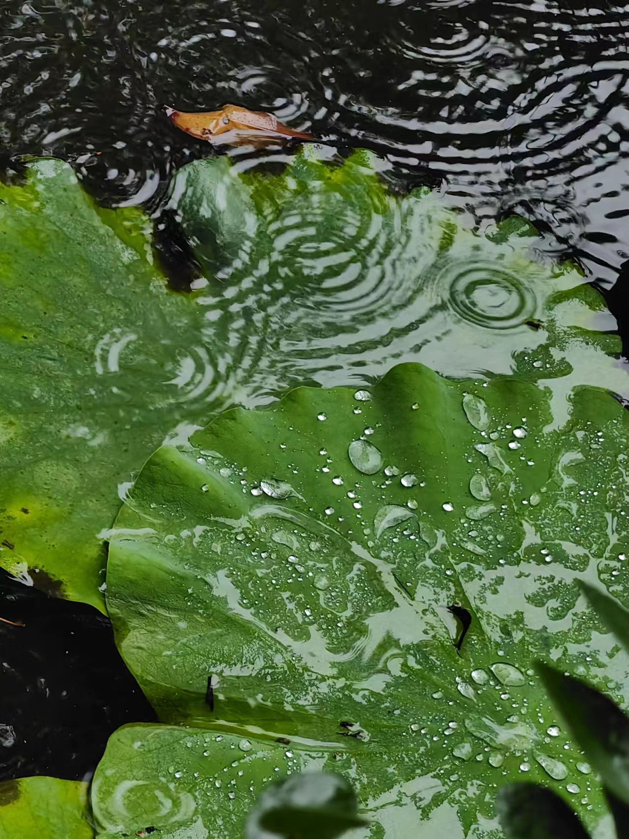 唯美高清下雨池塘雨打在荷叶水中图片雨后的夏莲图片夏雨溢池塘图片