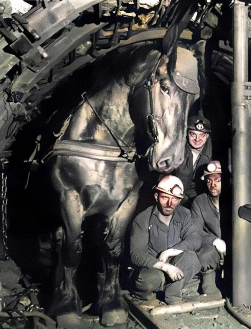 1970年代的黑煤窑,乌克兰矿工和下井拉煤的大马!