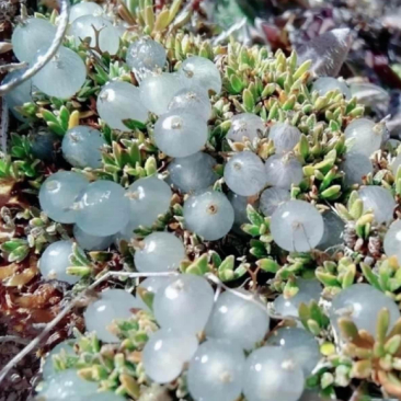 这次我在野外发现了一种神秘的蓝色果实,表面光滑如镜,呈现出迷人的