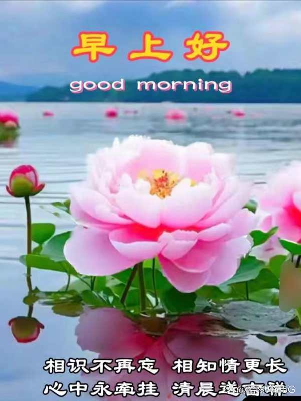 早安!湖边的粉莲轻轻摇曳,宛如向你致意,愿今日你的心情如花海般绚烂.