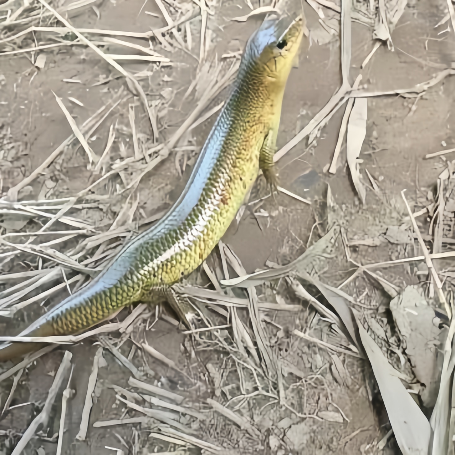 它身体黄蓝相间,背部散落着深色斑点,短小的四肢,长而细的尾巴,都展现