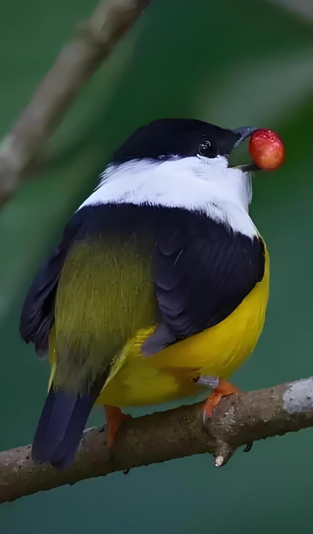 小黄鸟在树枝上静静地站着,阳光洒在羽毛上,显得格外鲜亮.