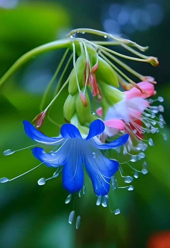 清晨的雨露花草图片图片