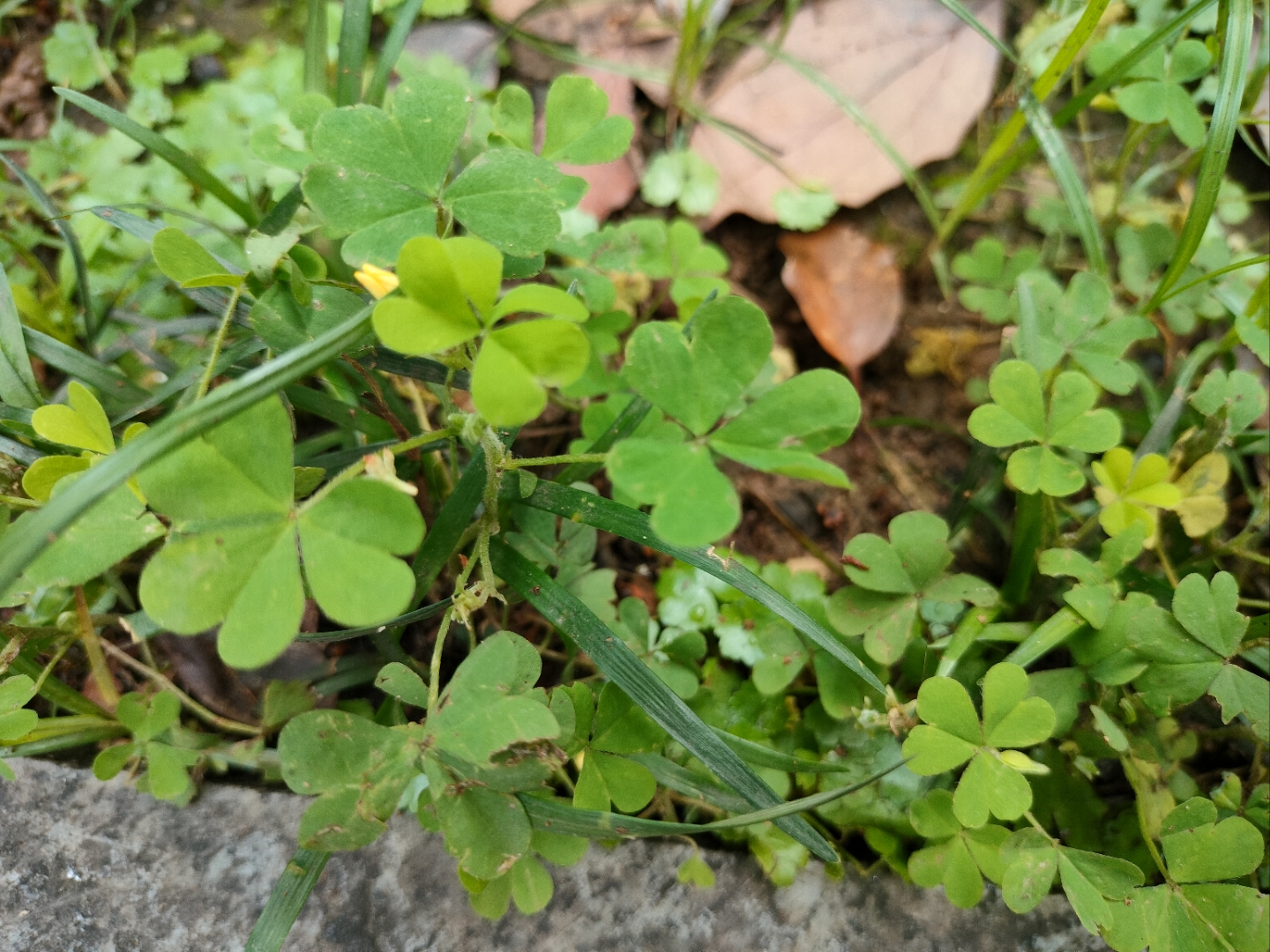 小时候吃过,酸酸的   瞧这可爱的三叶草,每片叶子都呈心形,边缘还带有