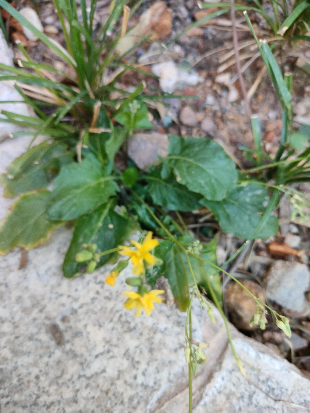 还阳草