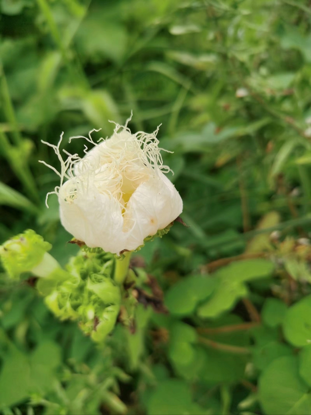 瓜蒌开花也挺美的,瓜蒌根叫天花粉,结的果子叫瓜蒌,果子长得小西瓜.