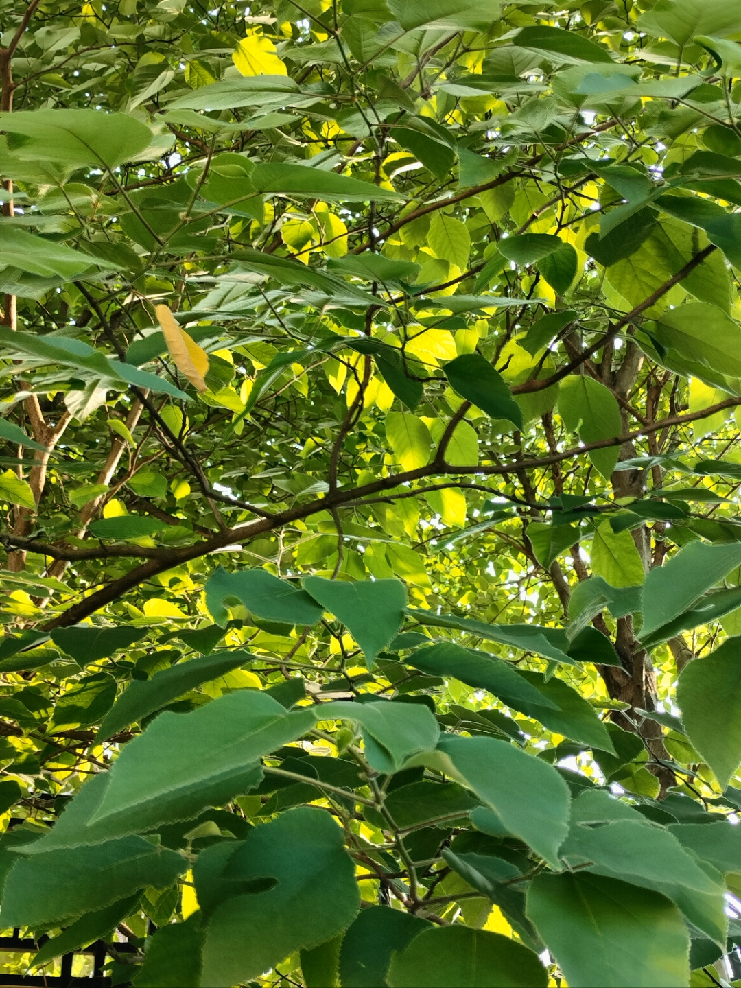 构树又叫楮实,结的果叫楮实子,可以当水果吃,还可以入药.