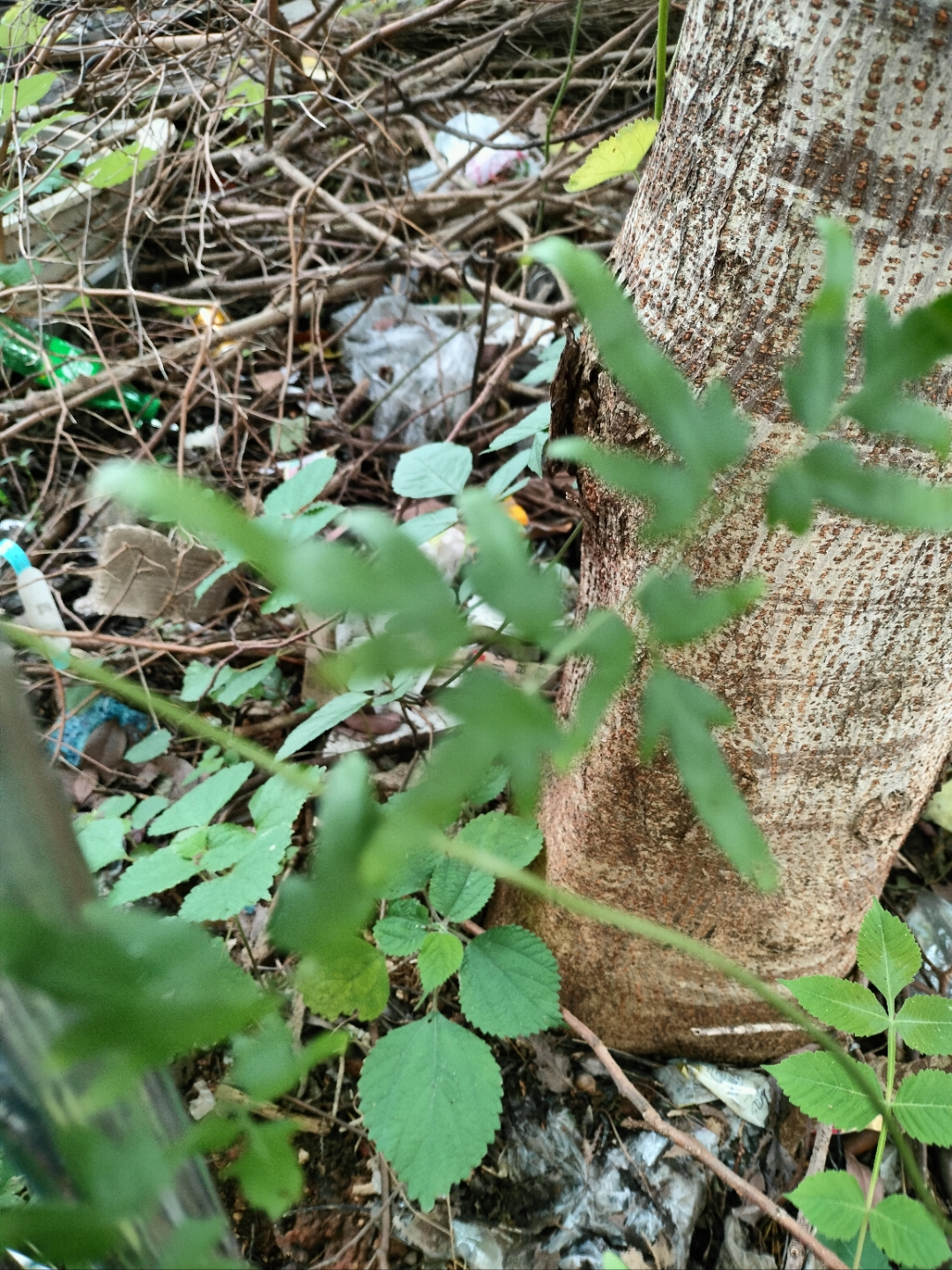 海金沙又名"化石草",还可以煮水当凉茶喝