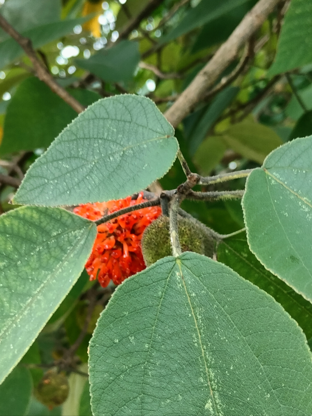 构树上结满了果实,这些果实经过加工就是中药楮实子