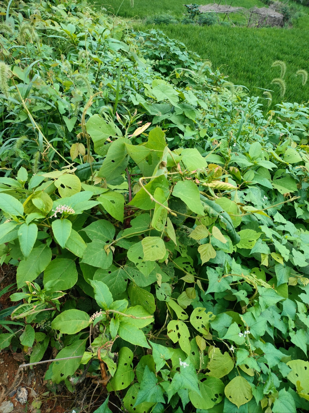 到处都是成片的野生葛根,曾经在灾荒之年用来当主食.