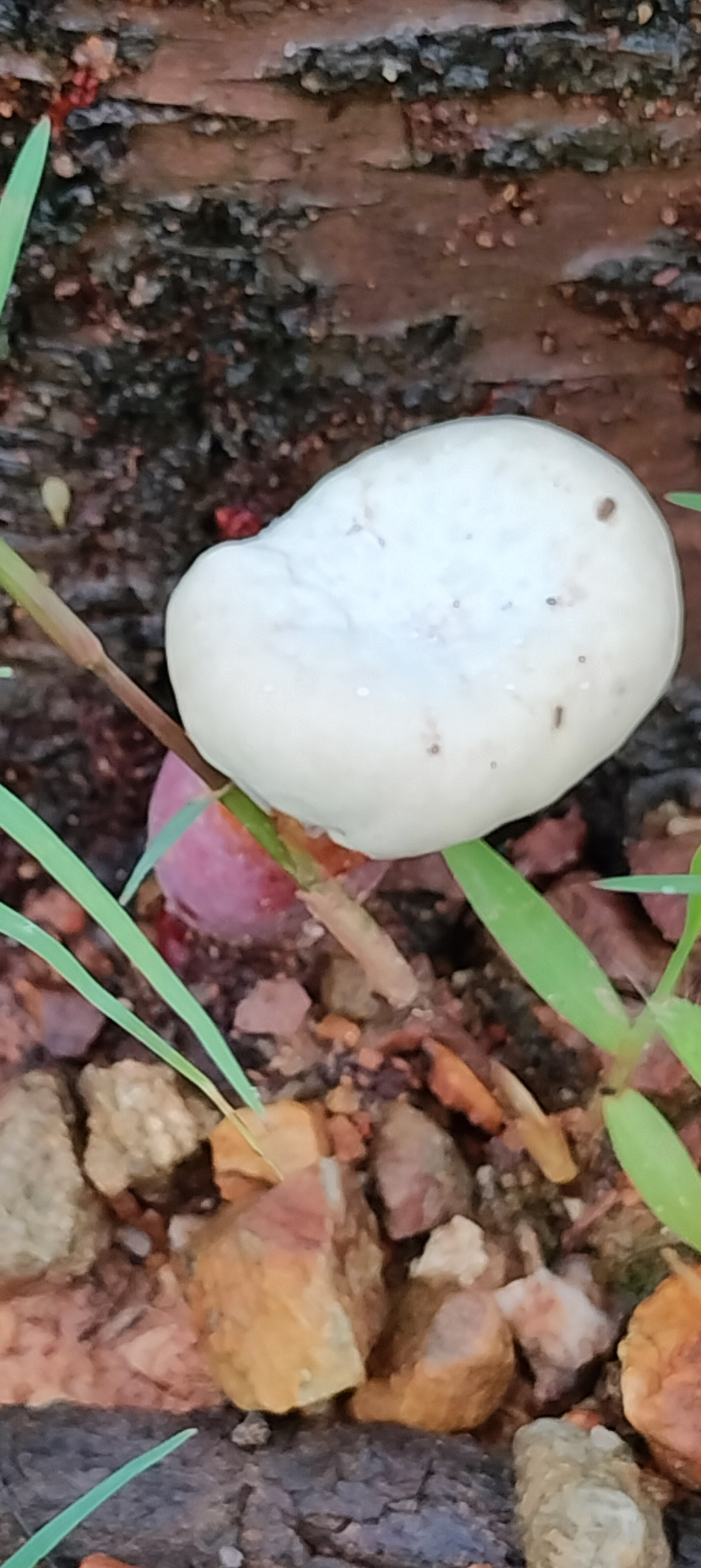 白伞伞,红杆杆,这是什么蘑菇. 吃了会躺板板吗?