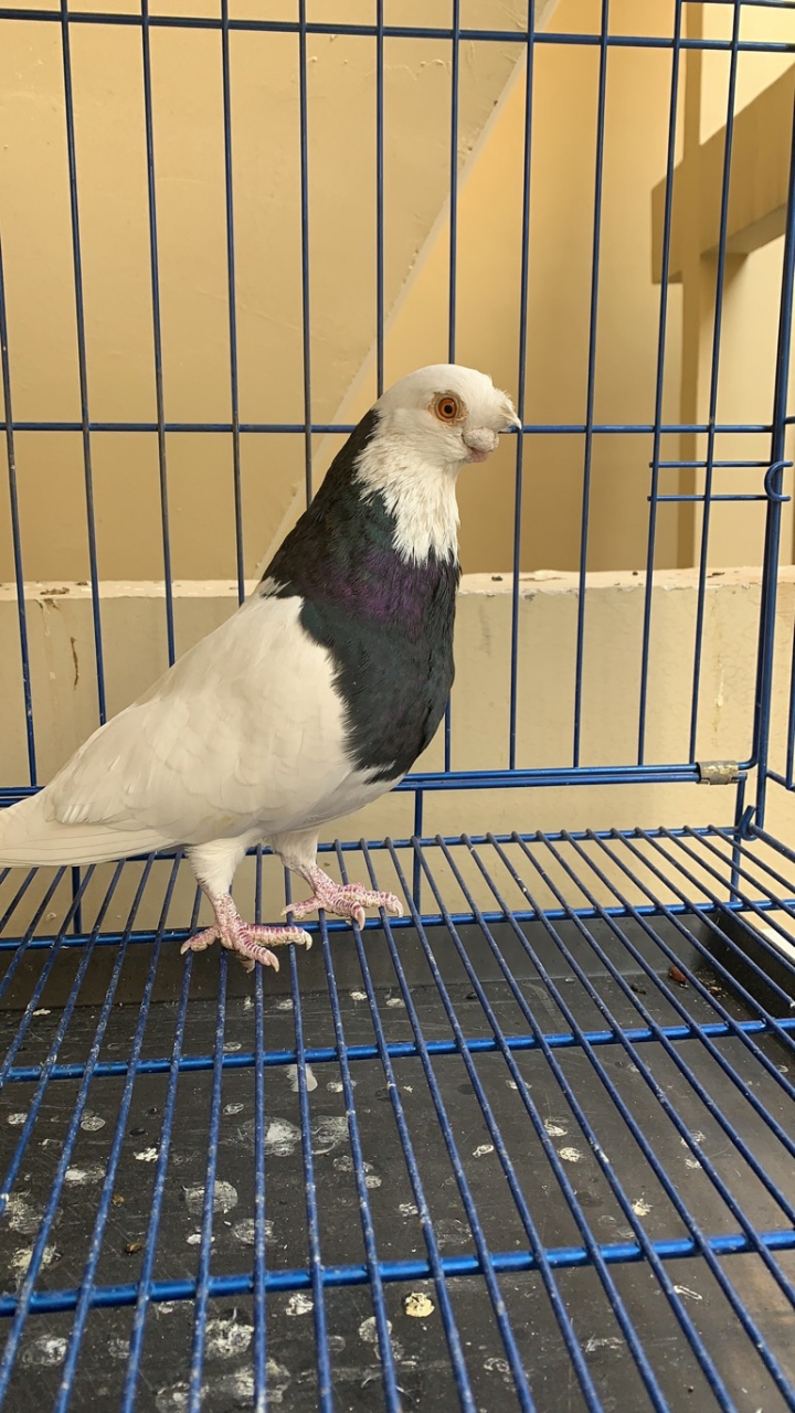 北京观赏鸽 墨环