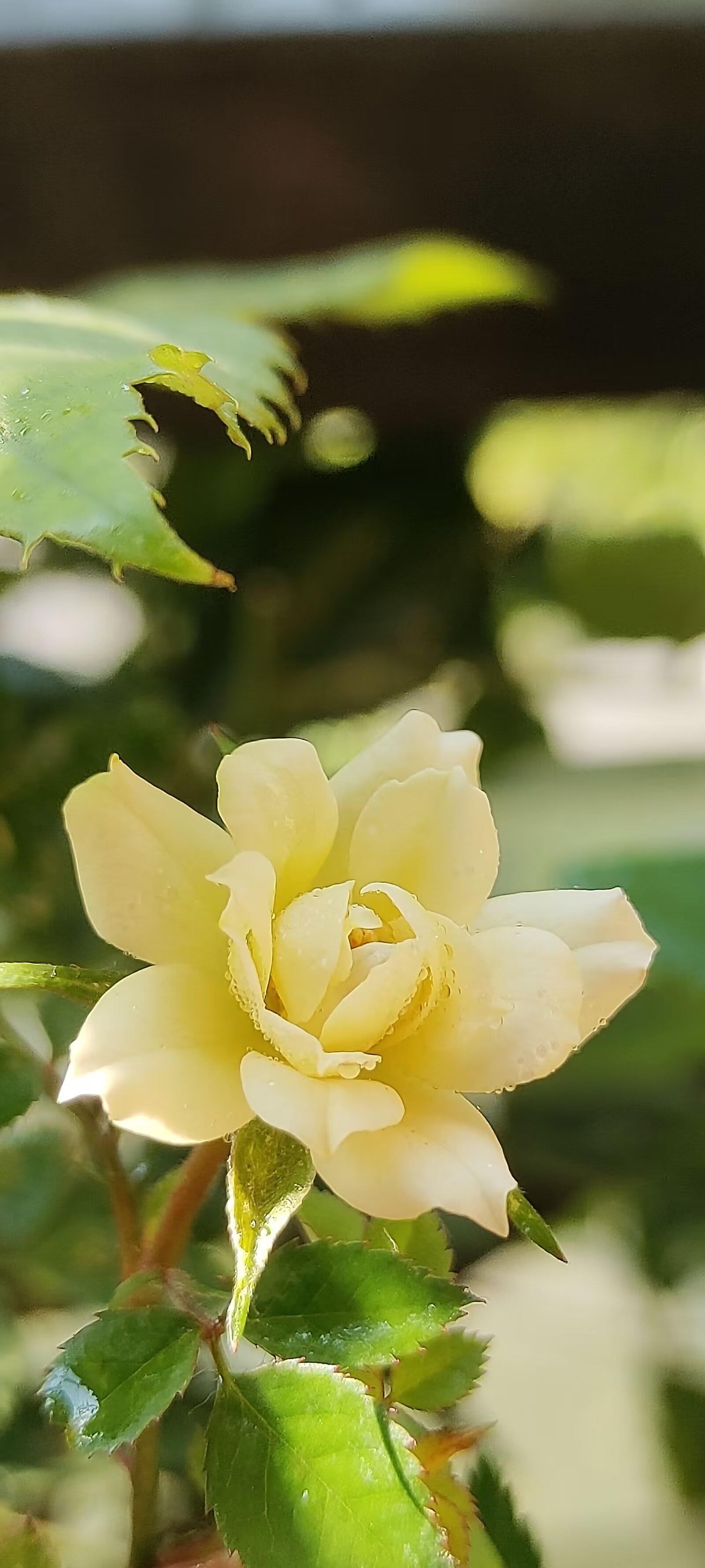 姬月季是一种常见的花卉,它的花色丰富,花期长,观赏价值很高.