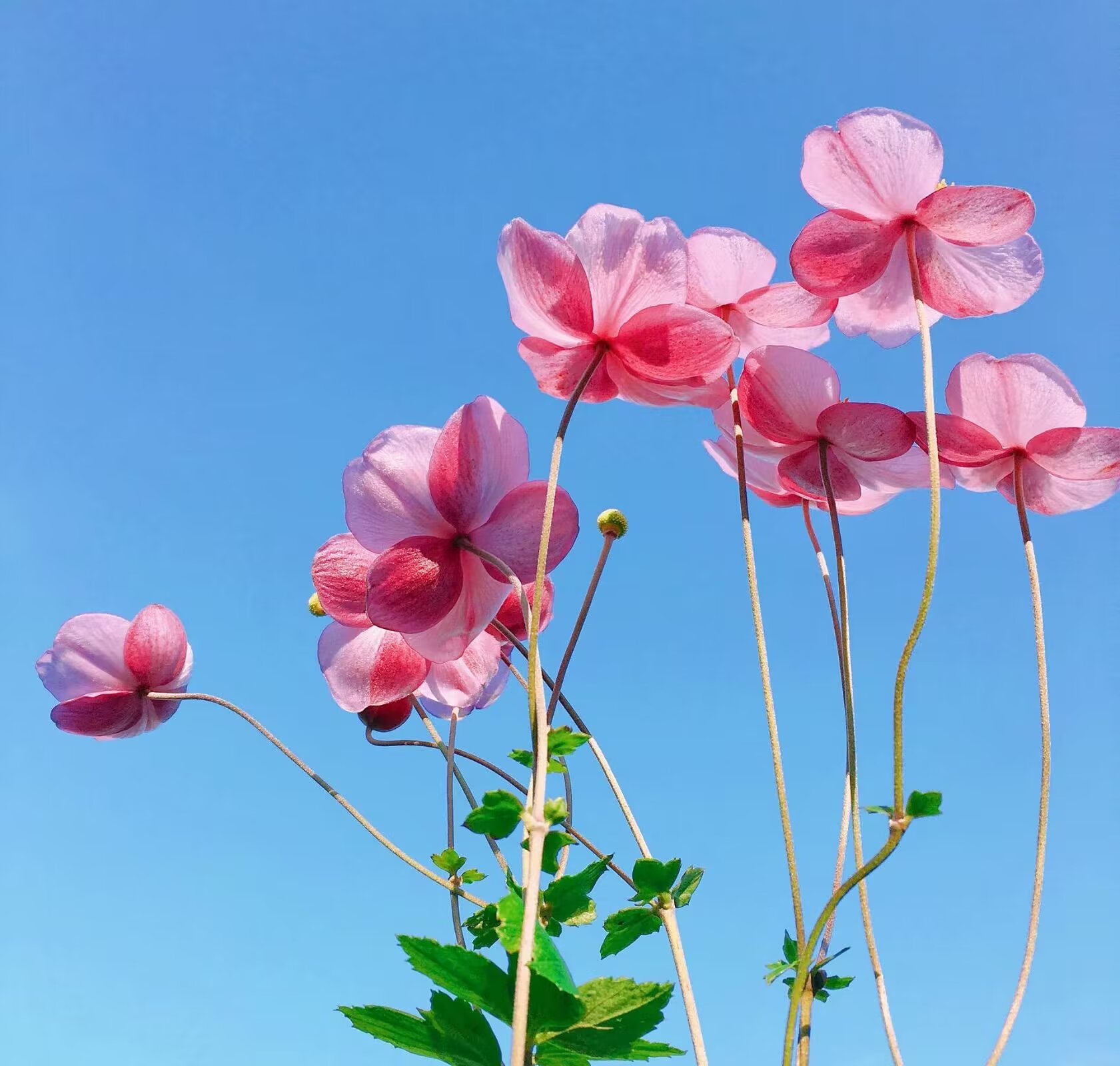 7894野棉花  在阳光明媚的春日里,一束粉红色的花朵在蓝天下绽放