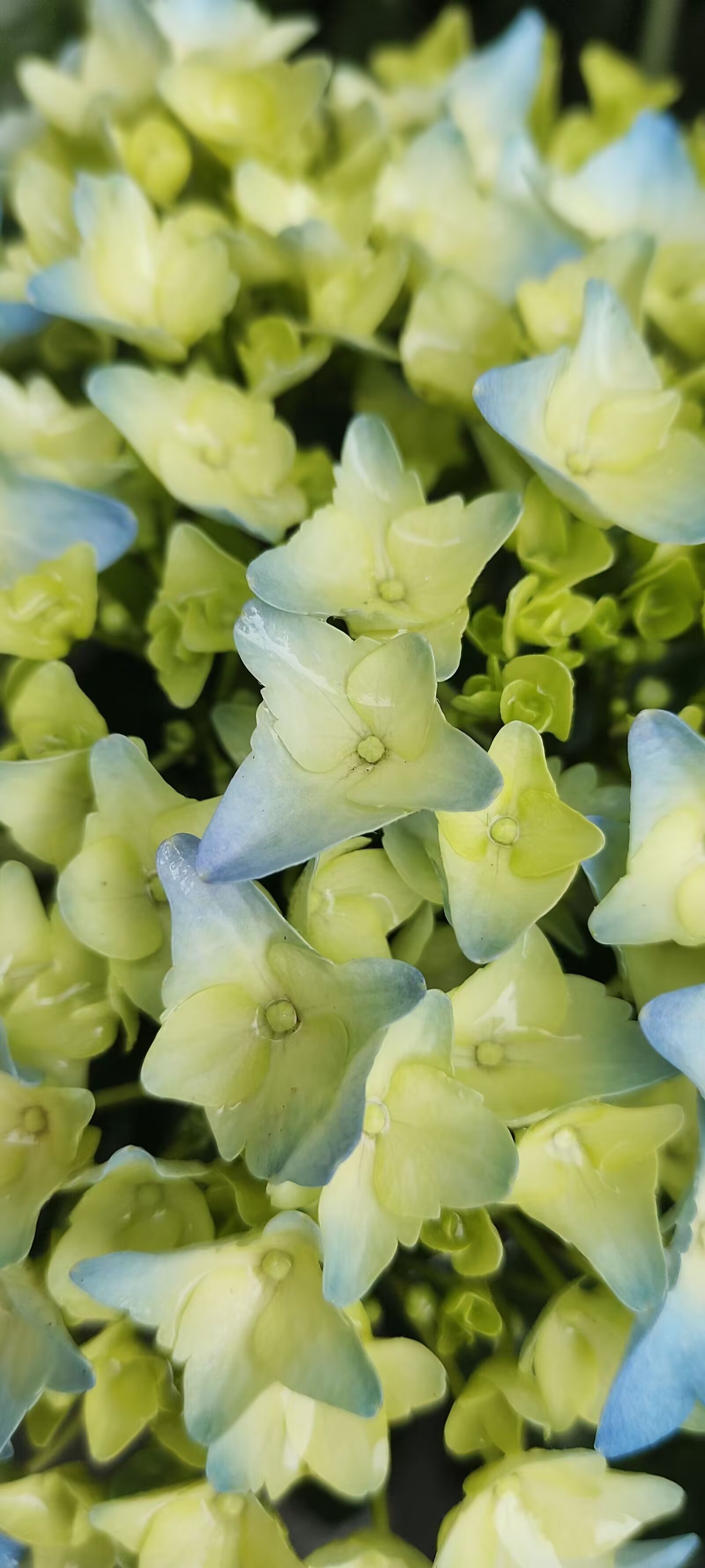 绿绣球花,又称为"绿绣球","绿绣球草"等,属于多年生草本植物