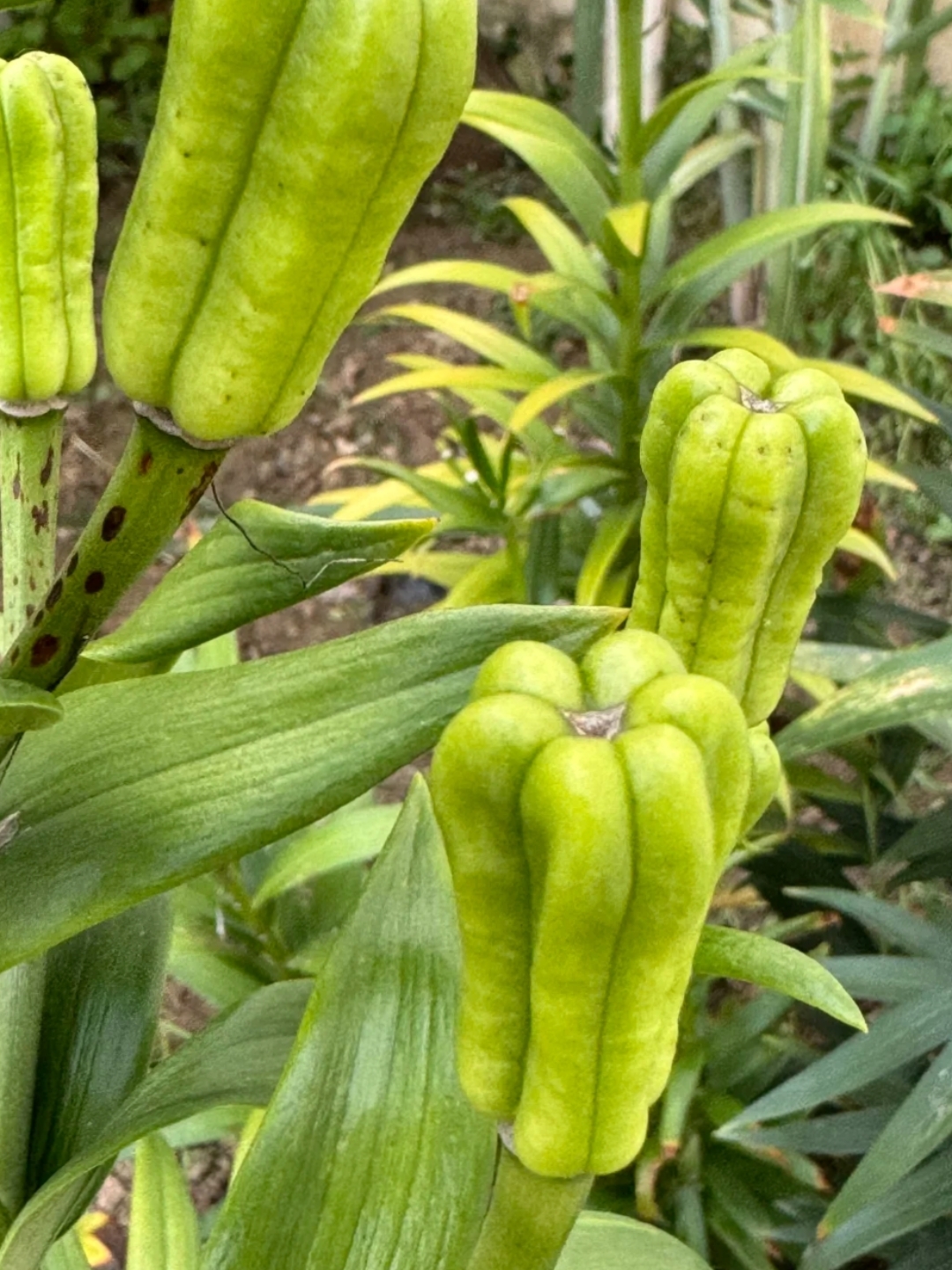 这个朝天结的是什么果果?