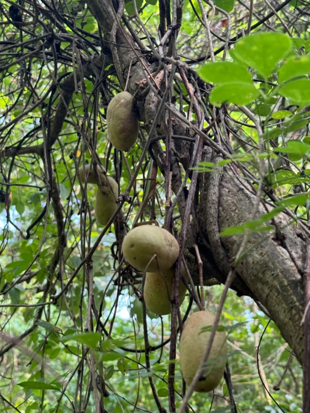 大家看看,这果子能吃吗?#热点引擎计划