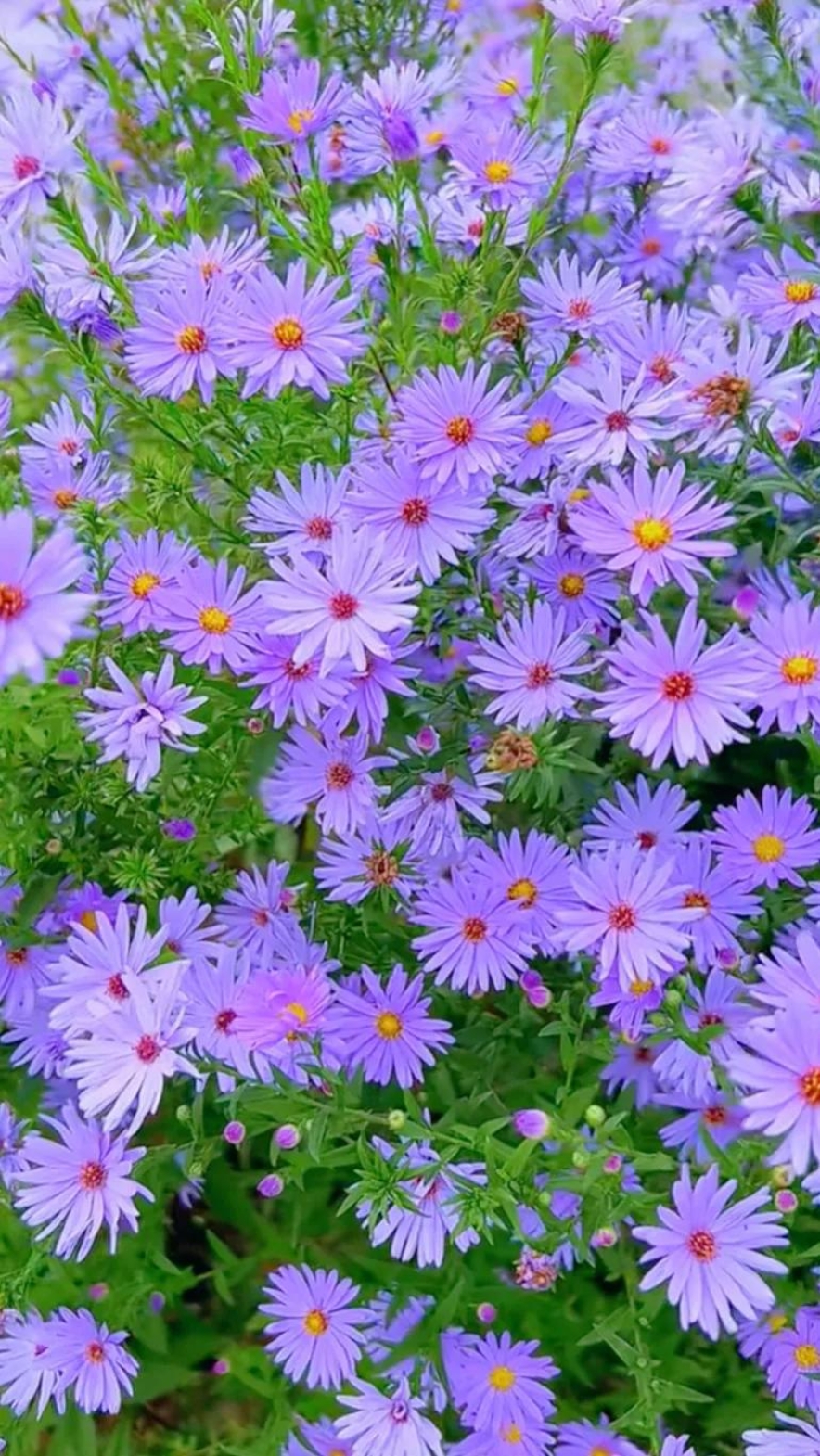 这野菊花好美丽,今天和朋友到山上去玩,看到好大一片的野菊花,情不自