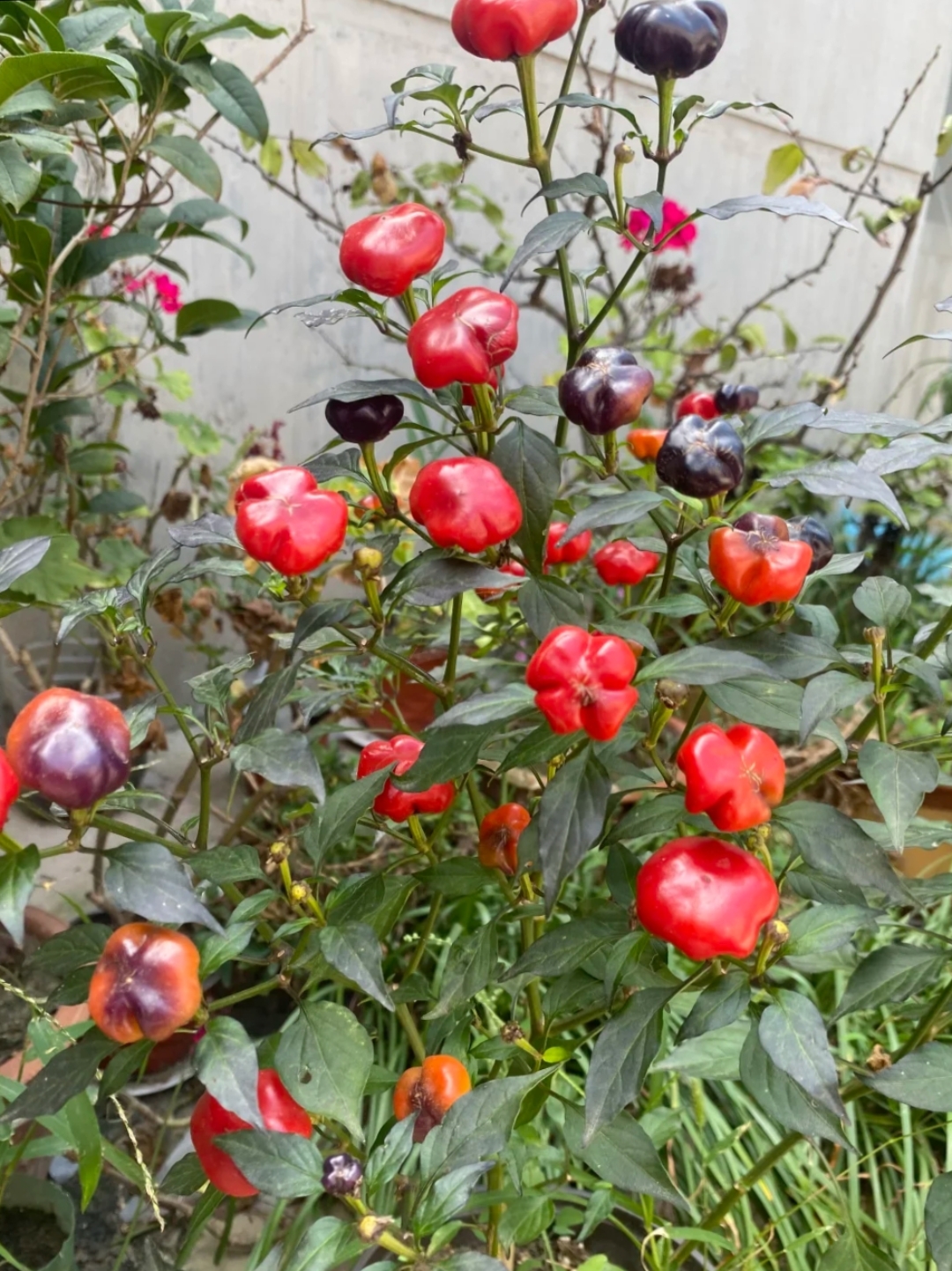 这是什么果子?看了半天没认出来.今天去朋友家过中秋节