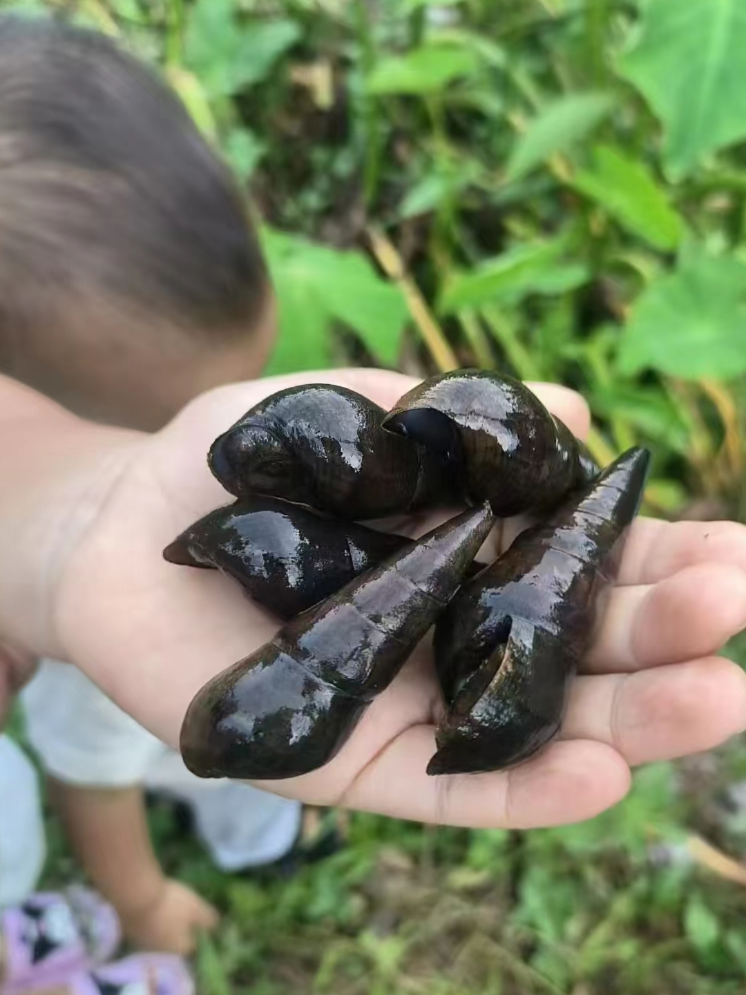 今天去沟通边玩,看到好多这样的螺蛳,黑黑的,尖尖的.我也是第一次