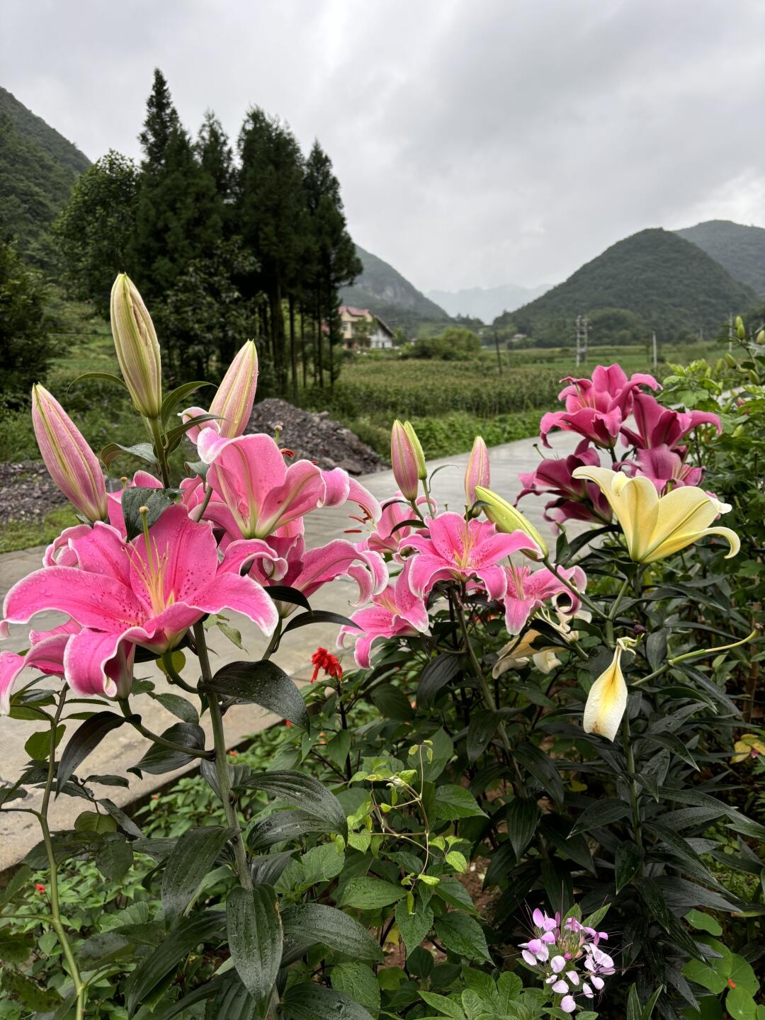 山上野百合图片