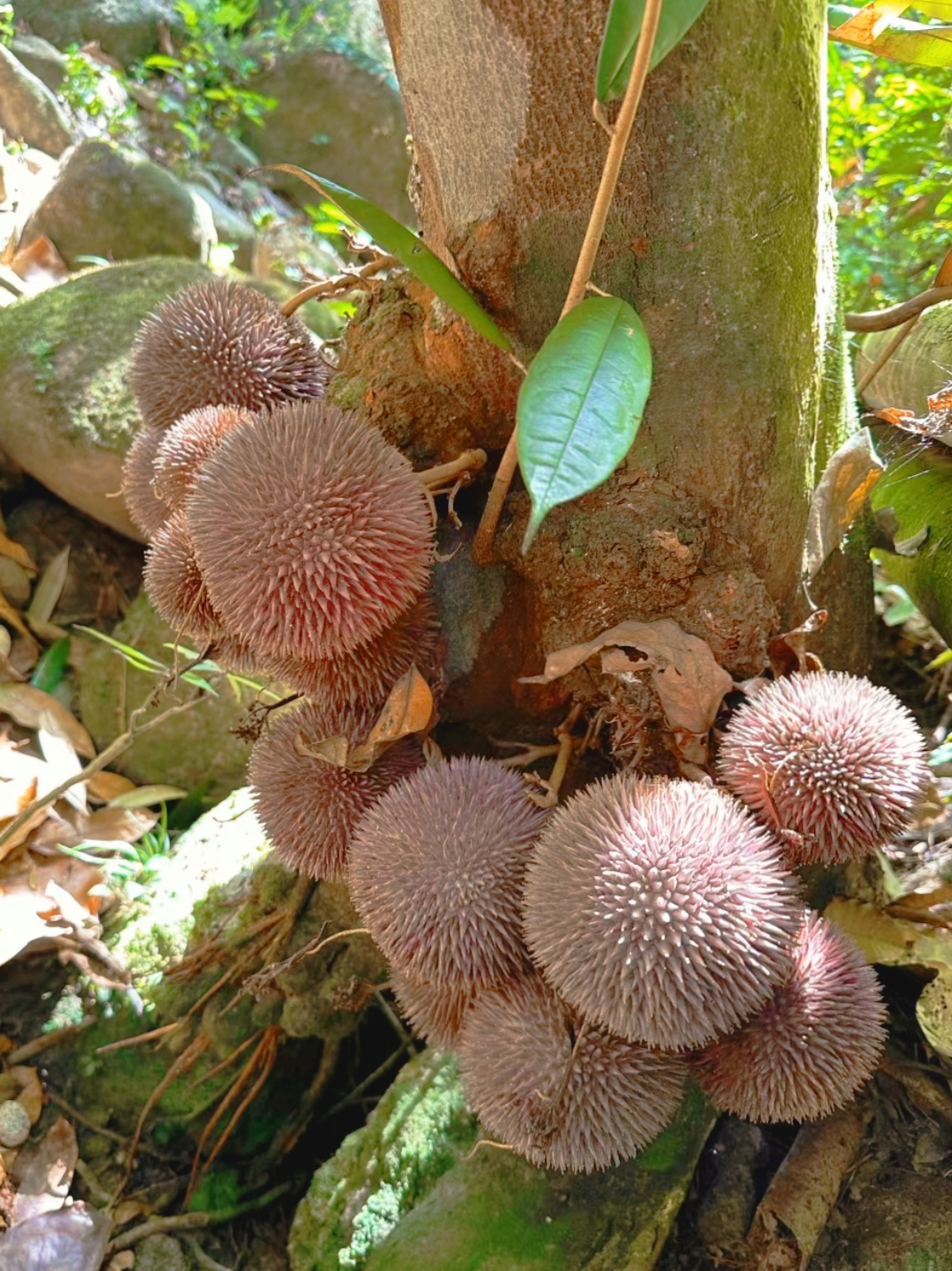 来到这片树林,看到树角长的这果子,开始还以为是蘑菇菌,走近一看是