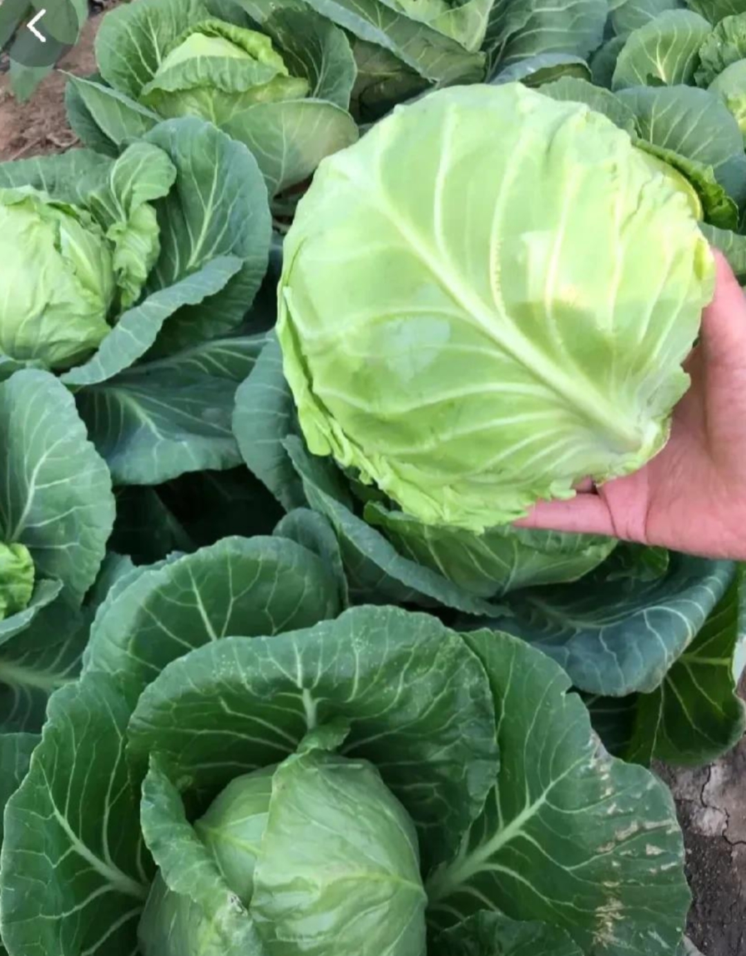 咸宁城区禽产品类价格跌落