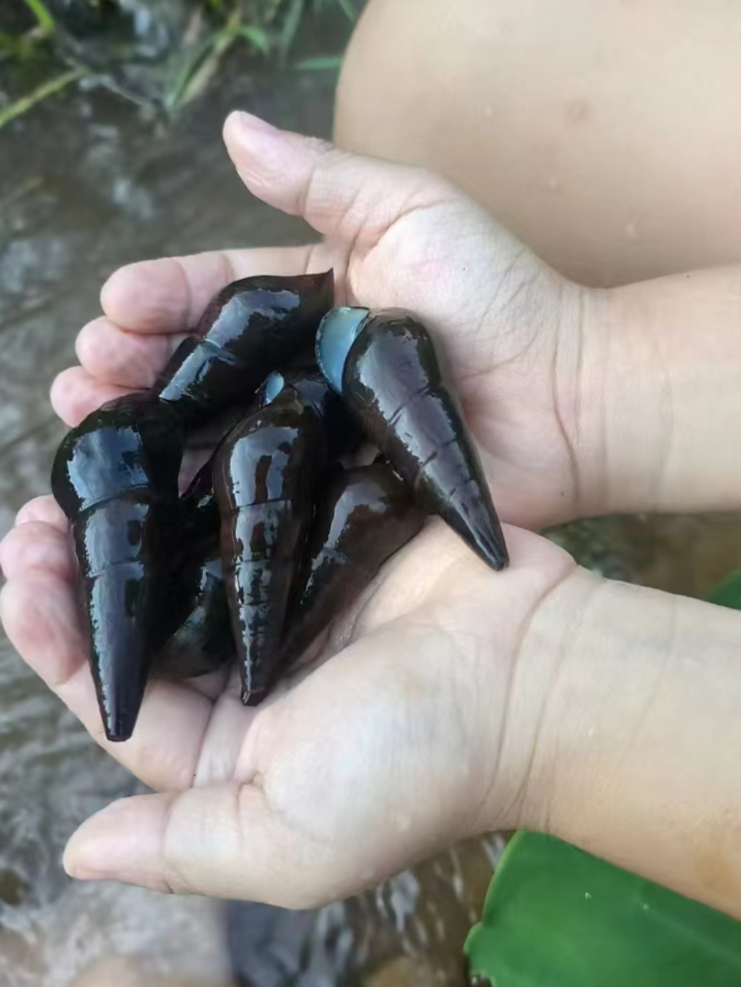 这是什么螺蛳?大家见过吗?