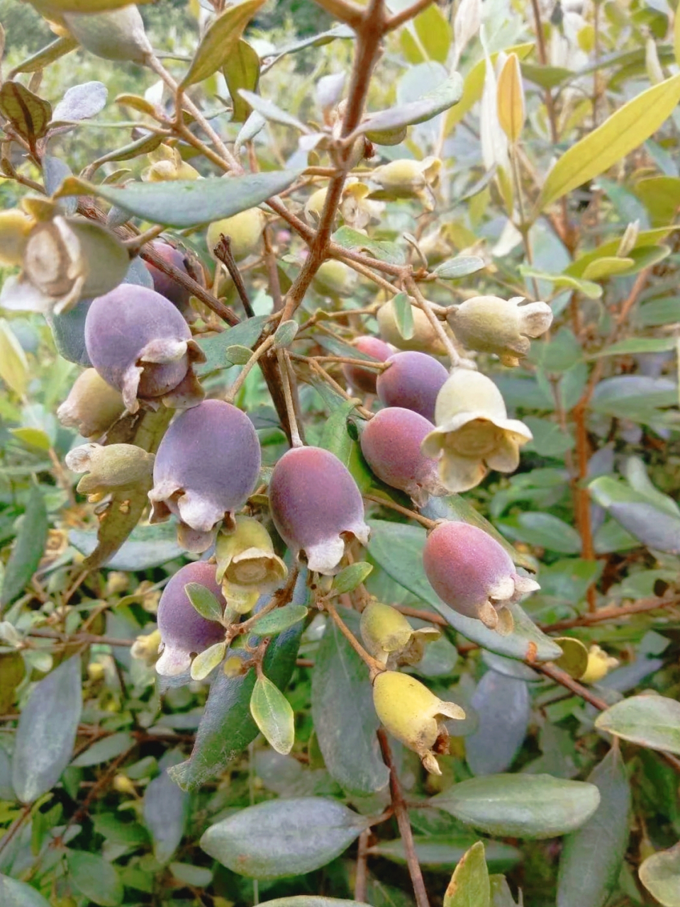 今天和友友们去爬山,山上长满了好多野果子,但这些野生果,只能饱眼福