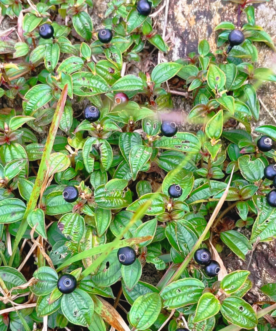 山上有好多的这种野果子,只是观尝,不能摘来吃,老农说山上的野果子,有
