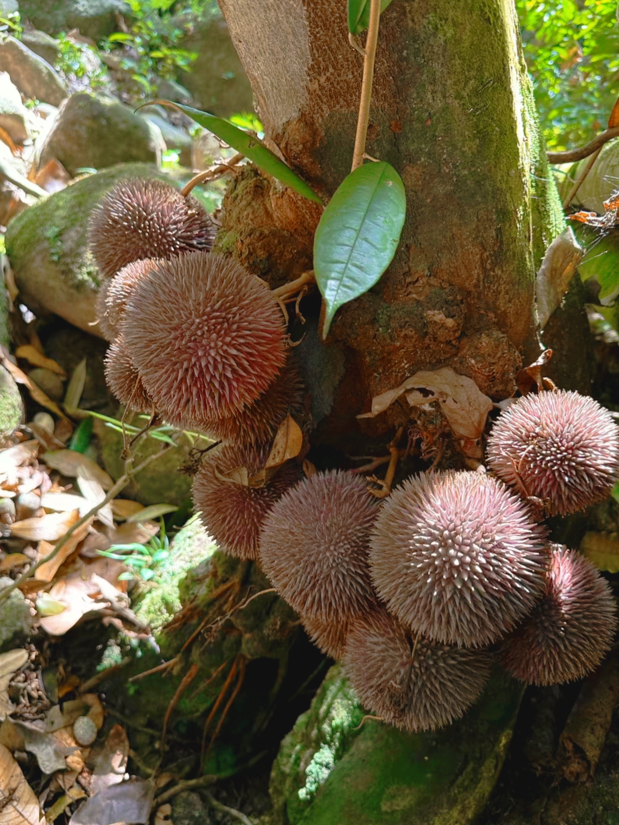来到这片树林,看到树角长的这果子,开始还以为是蘑菇菌,走近一看是