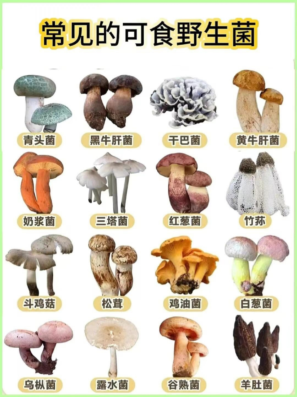 磨菇类大全名字图片