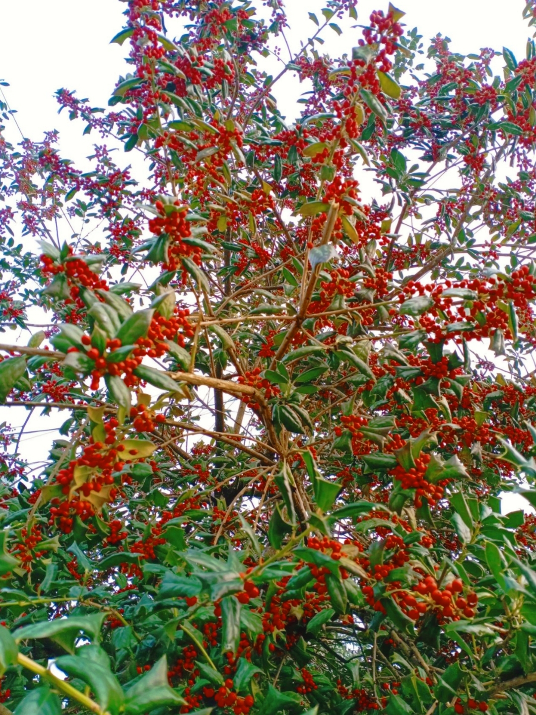 今天和友友们爬山,走到山上看到这棵长满红色小果子的树,有朋友说是