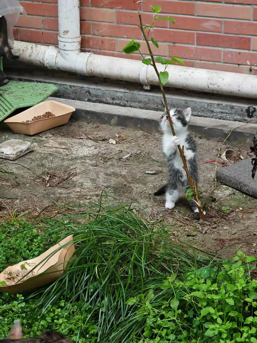 一场连续几天大雨后,喂小区流浪猫的好心大姐发现一窝小猫再没有出现