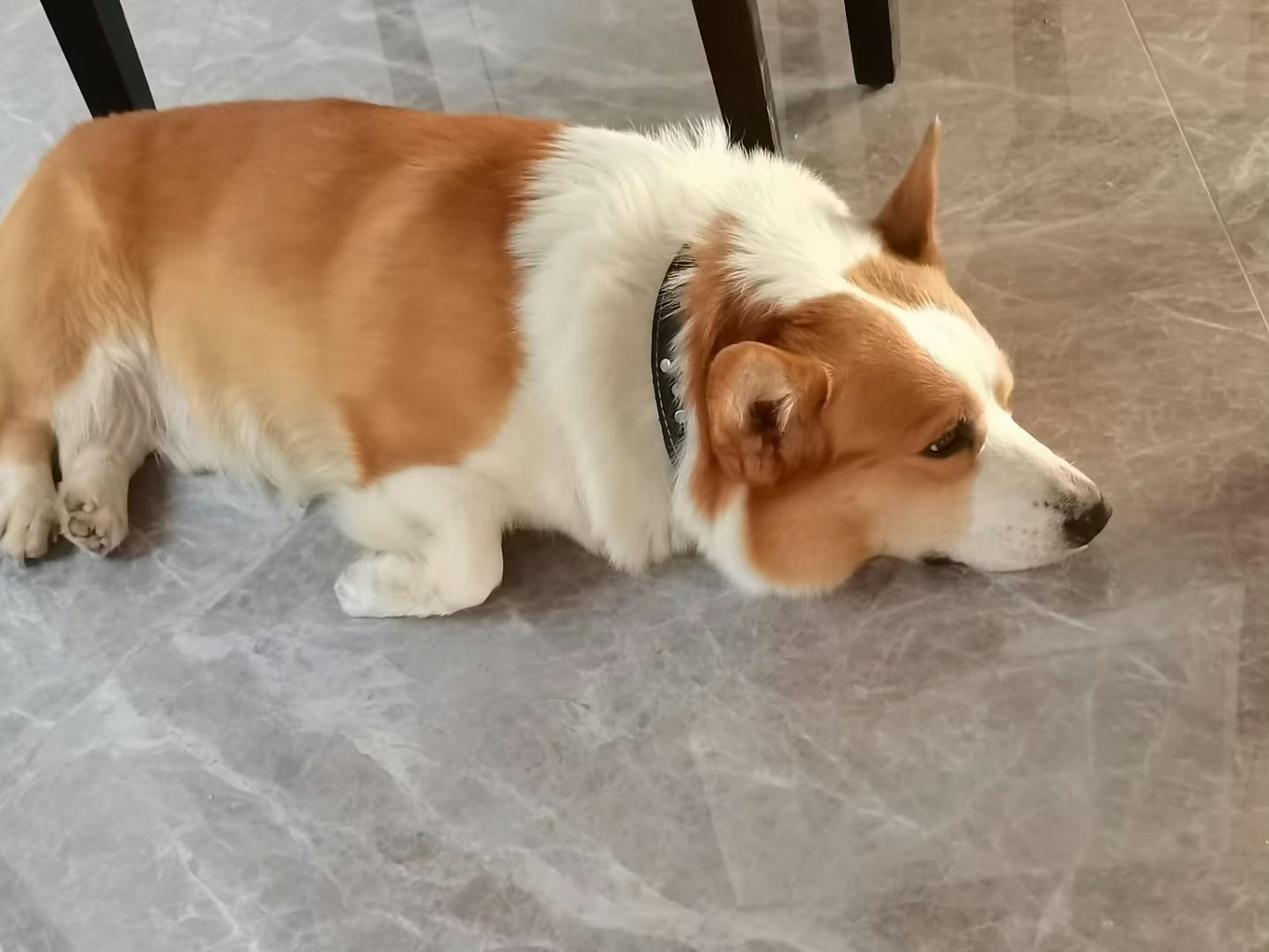 柯基后腿突发神经炎,引以为戒01 发帖的原因是分享,也是提醒,神经焱