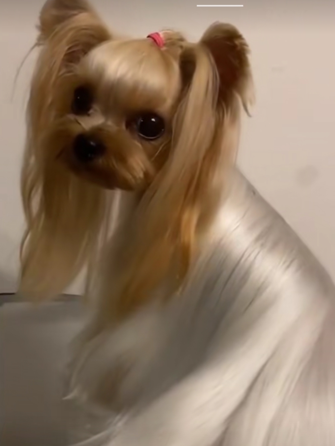 马尔济斯犬,萌宠,西施犬.这也太可爱了.有没有被萌化的感觉