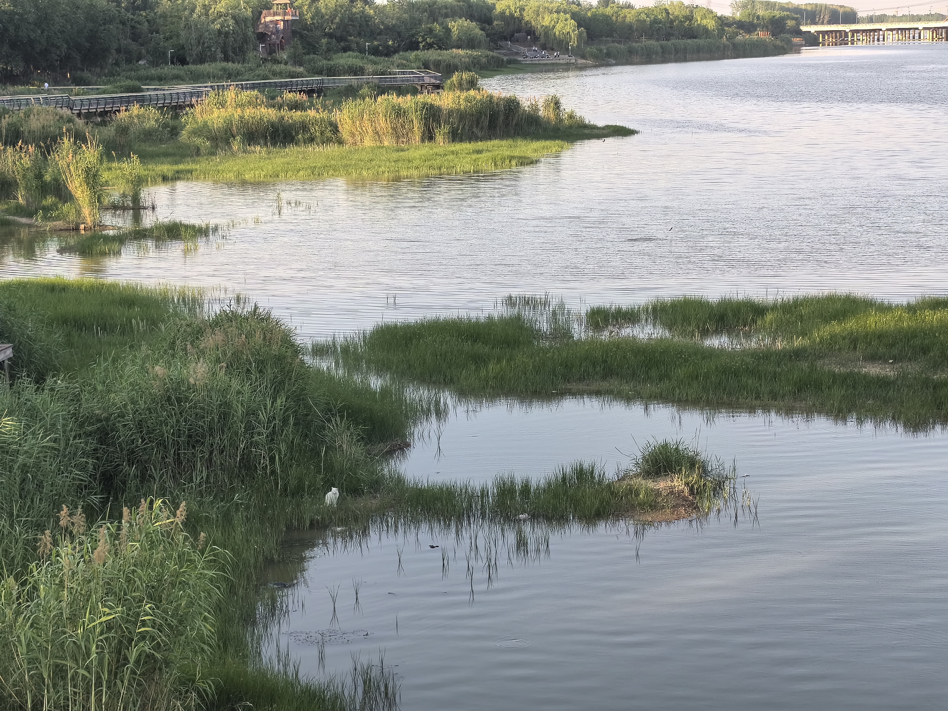 曹老集三岔河湿地公园图片